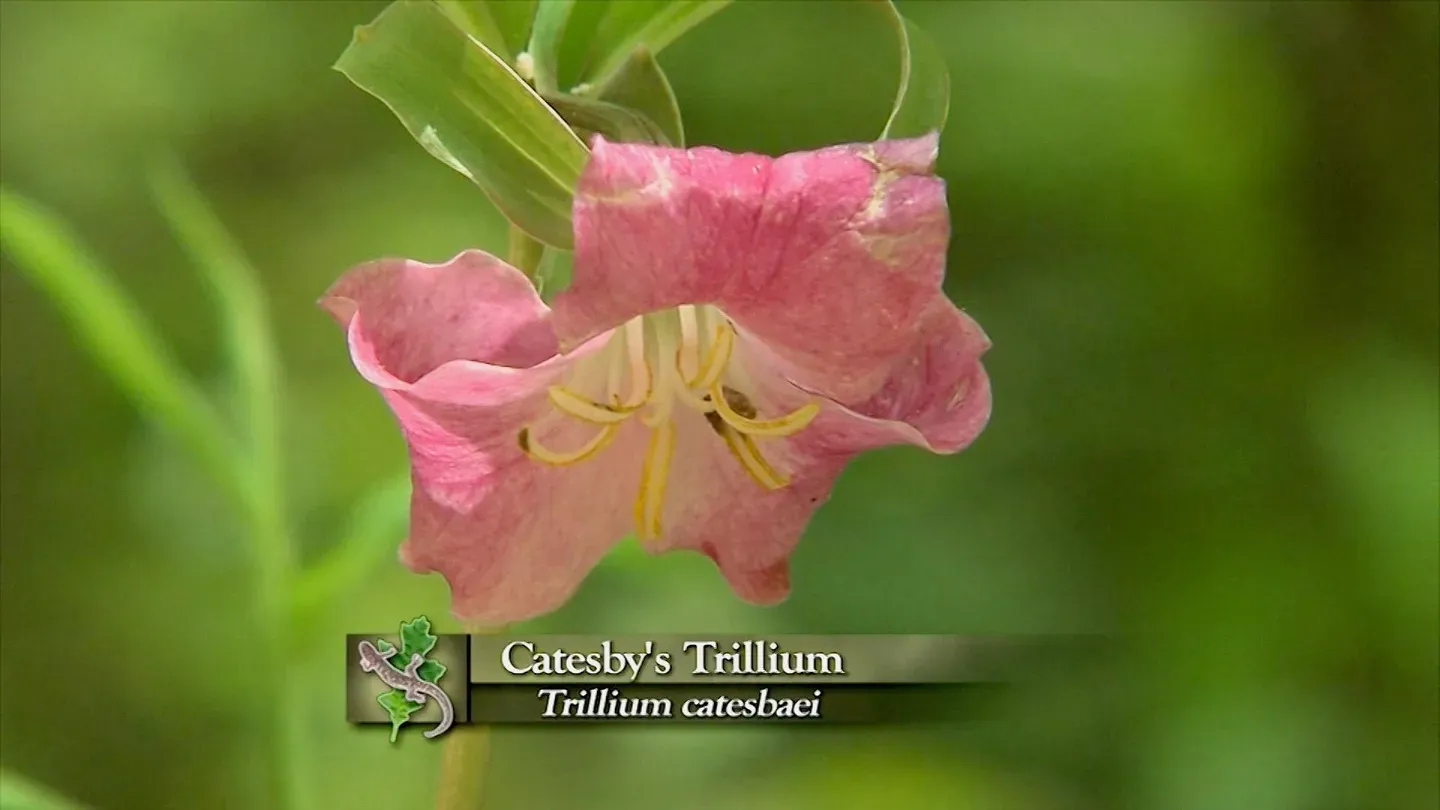 Rediscovering Catesby’s Carolina (Part 1)
