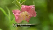 Rediscovering Catesby’s Carolina (Part 1)