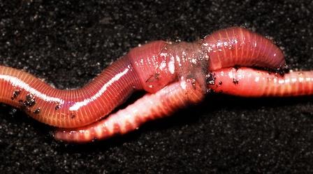 Video thumbnail: Deep Look Earthworm Love is Cuddly...and Complicated