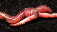 Earthworm Love is Cuddly ... and Complicated