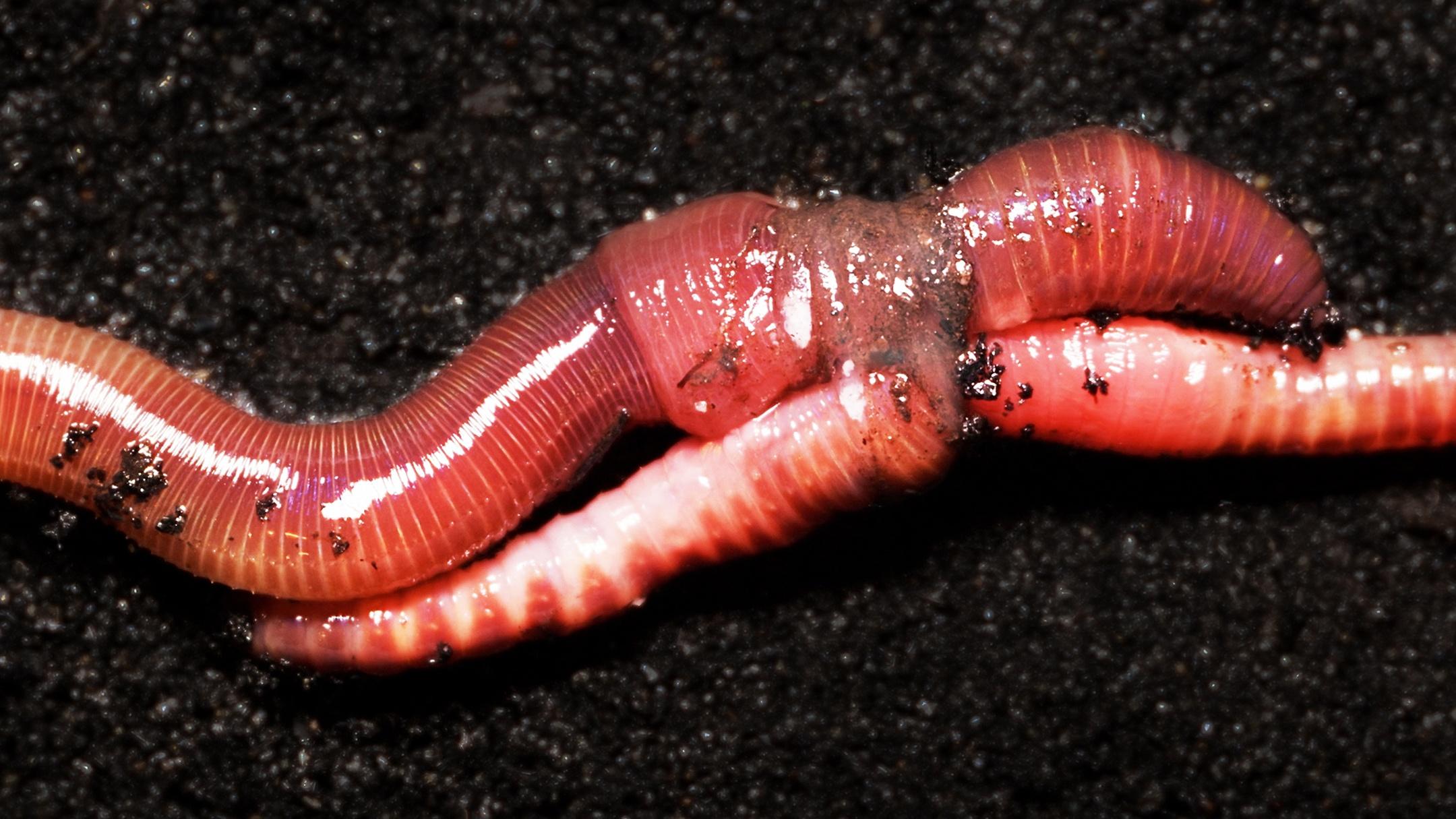 Deep Look Earthworm Love Is Cuddly and Complicated KCTS 9 Deep Look Earthworm Love Is Cuddly and Complicated KCTS 9