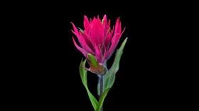 Video thumbnail: Wyoming Chronicle Wyoming Macro Photographer Mark Mass
