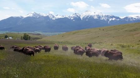 Video thumbnail: Oregon Field Guide Bison Ranching, Willamette Recreation, Wallowa Rain PE