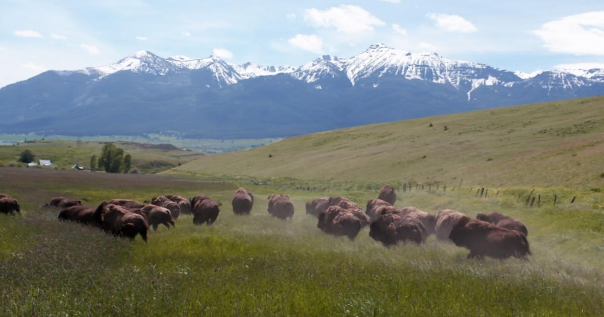 Oregon Field Guide | Bison Ranching, Willamette Recreation, Wallowa ...