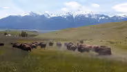 Bison Ranching, Willamette Recreation, Wallowa Rain PE
