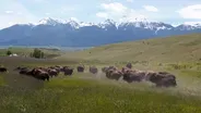 Bison Ranching, Willamette Recreation, Wallowa Rain PE