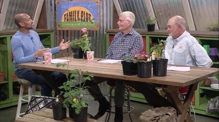 Video thumbnail: The Family Plot Planting Bare Root Roses & Choosing the Right Plants