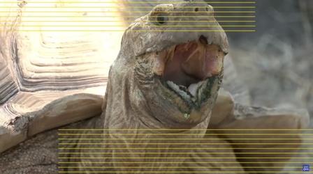 Video thumbnail: Friends of KIXE Friends of KIXE: Tortoise Acres