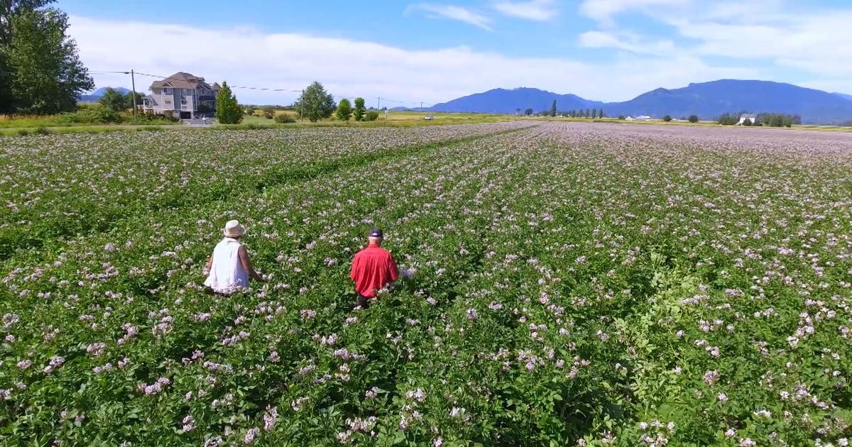 Washington grown | colorful potatoes | season 8 | episode 808