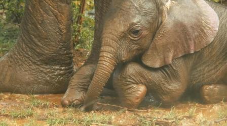 Video thumbnail: Life from Above Elephants Struggling Through Drought