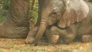 Elephants Struggling Through Drought