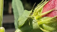 Clemson Extension During COVID-19