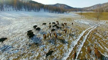 Video thumbnail: EcoSense for Living Return of the Buffalo