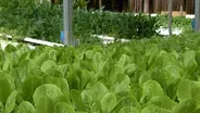 VHG Clippings: Growing Indoors