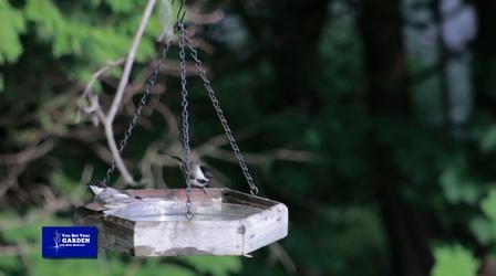 Video thumbnail: You Bet Your Garden You Bet Your Garden Ep.18 Winter Bird Feeding