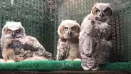 Into Wildlife Rehabilitation: First Responders