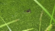 Bullfrog Hunting; Beaver Creek WMA; Fun Fishing Guide