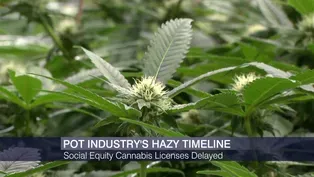 Social Equity Cannabis Licenses Delayed