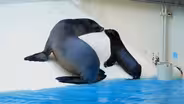 ANIMAL SUPERPOWERS: SEA LIONS AND GIBBONS