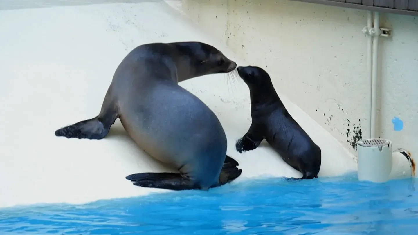 ANIMAL SUPERPOWERS: SEA LIONS AND GIBBONS