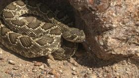 Video thumbnail: Outdoor Nevada Our Venomous Next-Door Neighbors