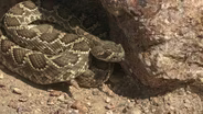Rattlesnakes, Gila Monsters, and More: Reptiles of the Mojave