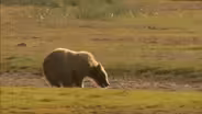 Brown Bear - Ursus arctos
