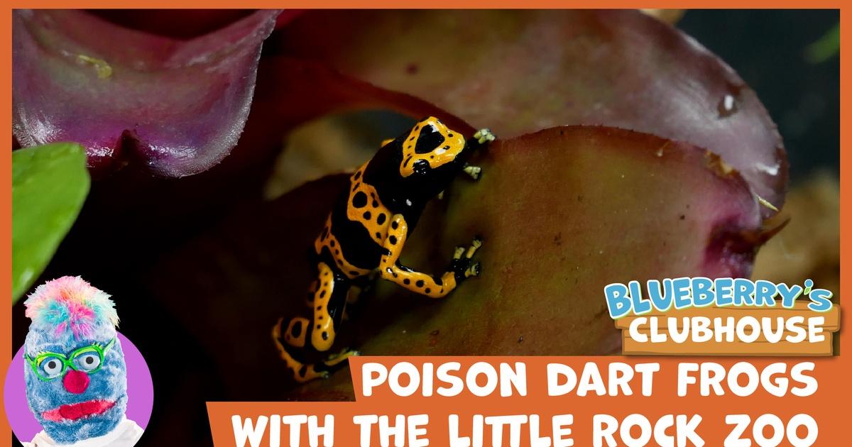 Bi-colored Poison Dart Frog - Niabi Zoo