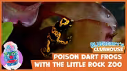 Poison Dart Frogs at Little Rock Zoo