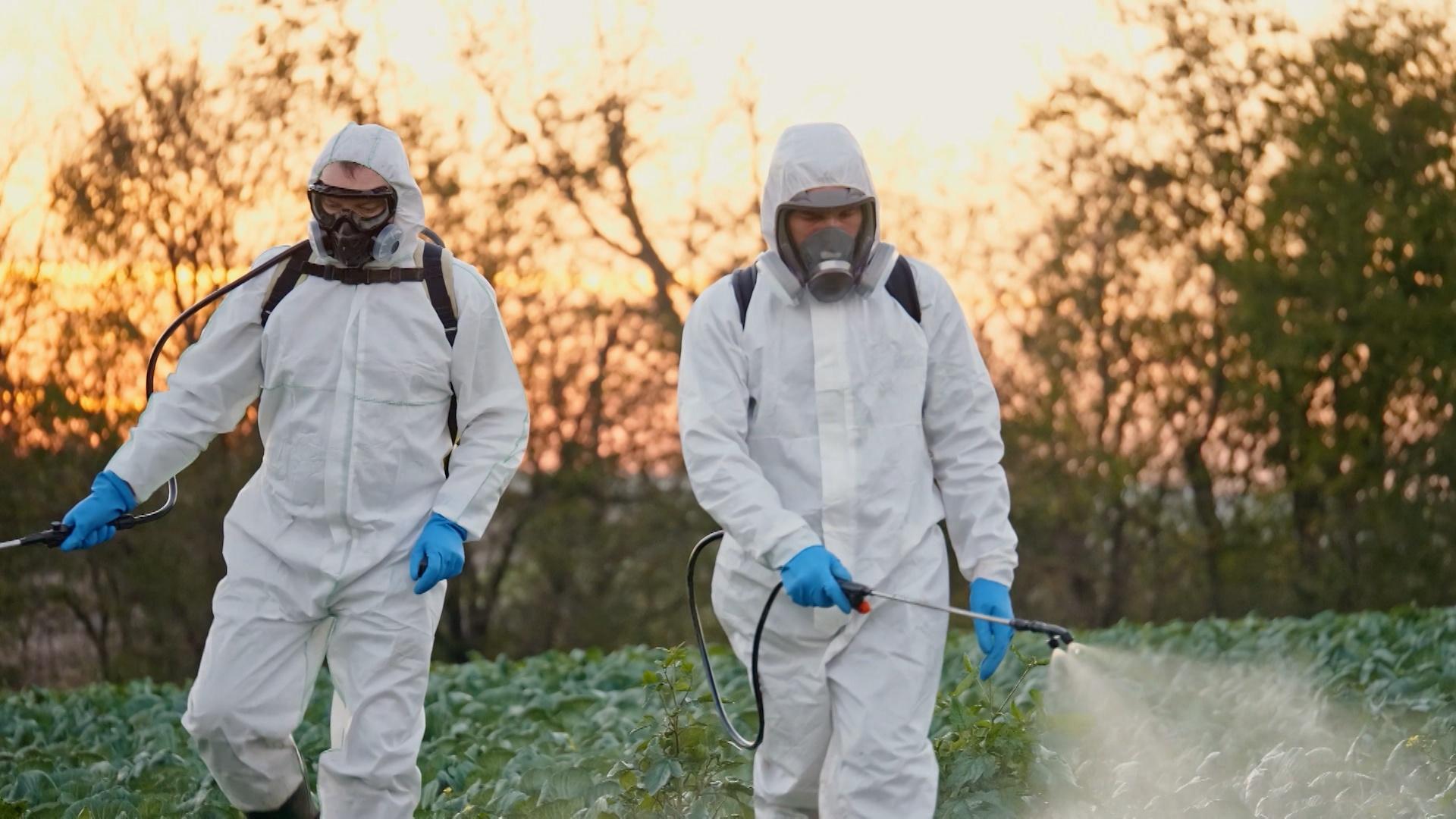 Two people in white hazmat suits spaying vegetation in a field.