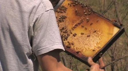 Video thumbnail: Made Here Health & The Hive: A Beekeepers Journey