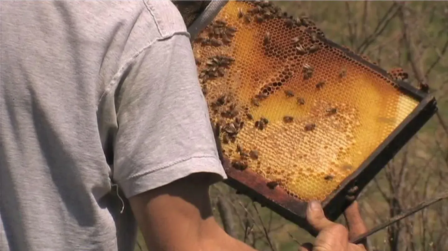 Health & The Hive: A Beekeepers Journey