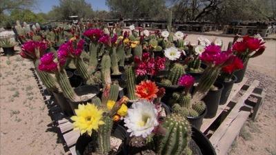 Cactus Farming