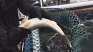 Web Exclusive: Making Baby Walleye in Cook County