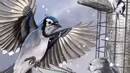 Bird Cams Lab Crash Course - English