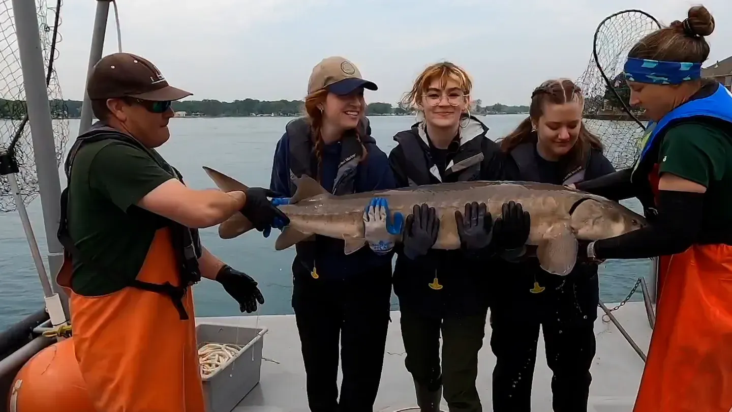 UP Walleye Fishing, Sturgeon Research