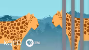 Are Zoos Good or Bad for Animals?