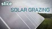 This Group is "Solar Grazing" - Using Sheep to Control Vegetation