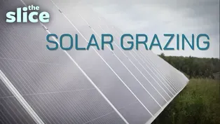 This Group is "Solar Grazing" - Using Sheep to Control Vegetation