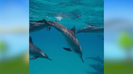Video thumbnail: Camp TV Dolphins