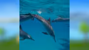Dolphins