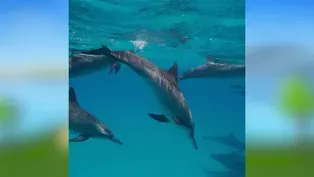 Dolphins