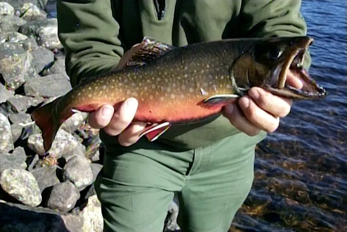 Heritage Trout & Salerno Family Deer Hunting