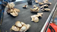 Shell recycling program aims to bolster NJ's oyster beds