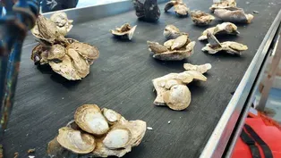 Shell recycling program aims to bolster NJ's oyster beds