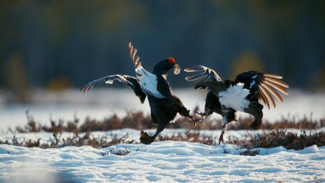 Black Grouse At Dawn