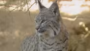Canada Lynx - Lynx canadensis