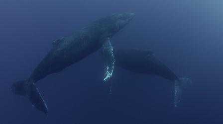 Video thumbnail: Big Pacific Humpback Whales