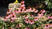 Volunteer Gardener 3317