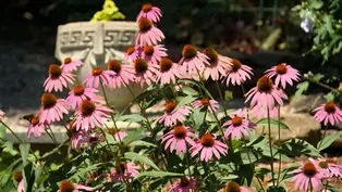 Volunteer Gardener 3317